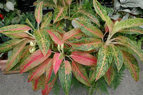 萬年青屬|粗肋草(Aglaonema spp.)